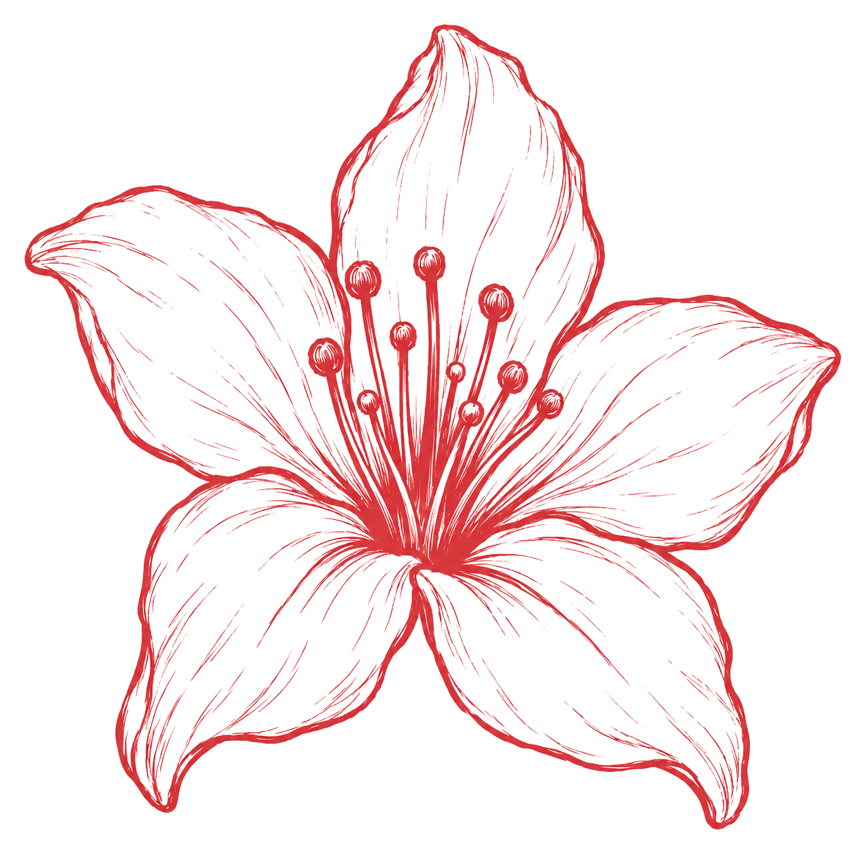 Line illustration of the Semal flower