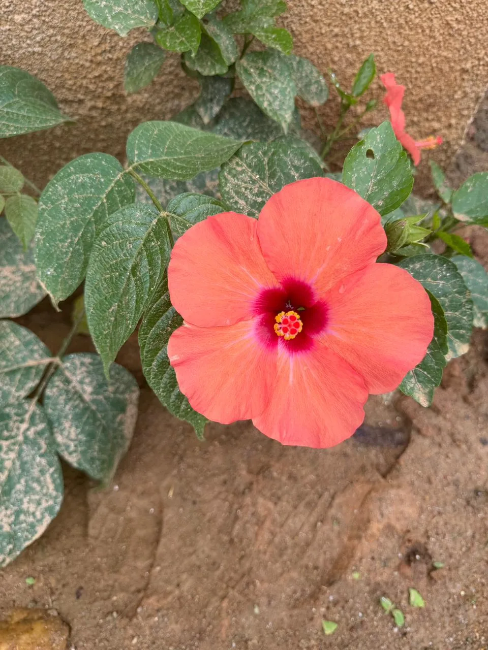 A red blossom in the garden