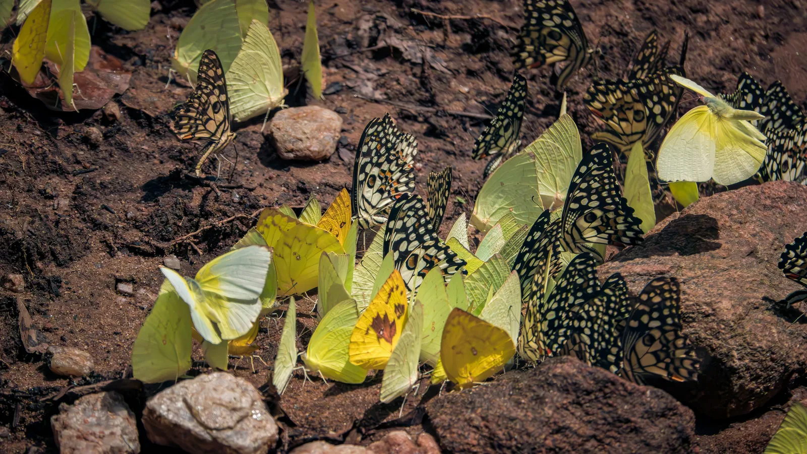 A cluster of yellow and spotted butterflies gathered on damp ground