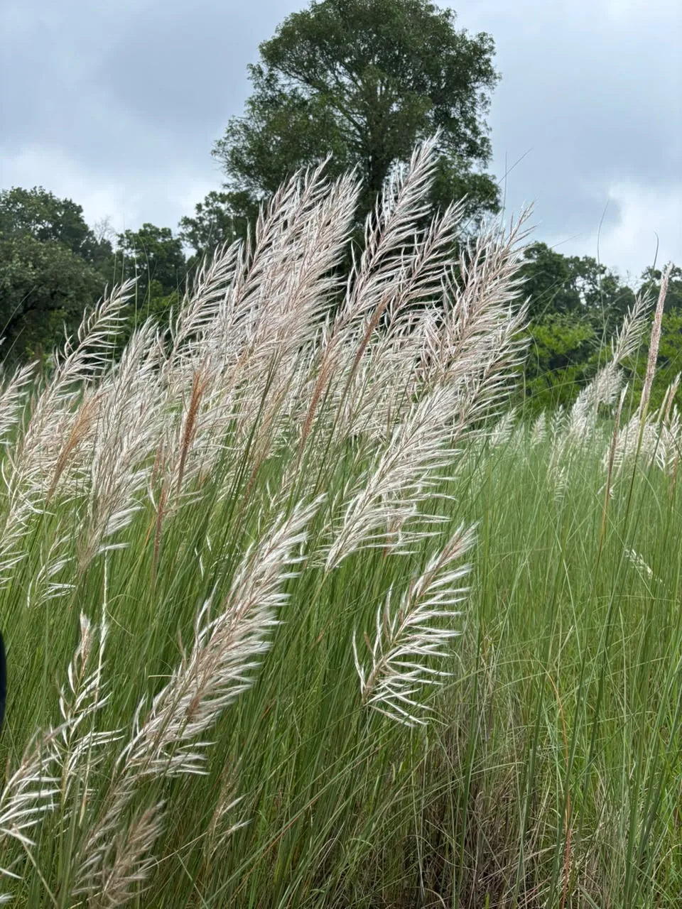 Tall white plumes of kans grass