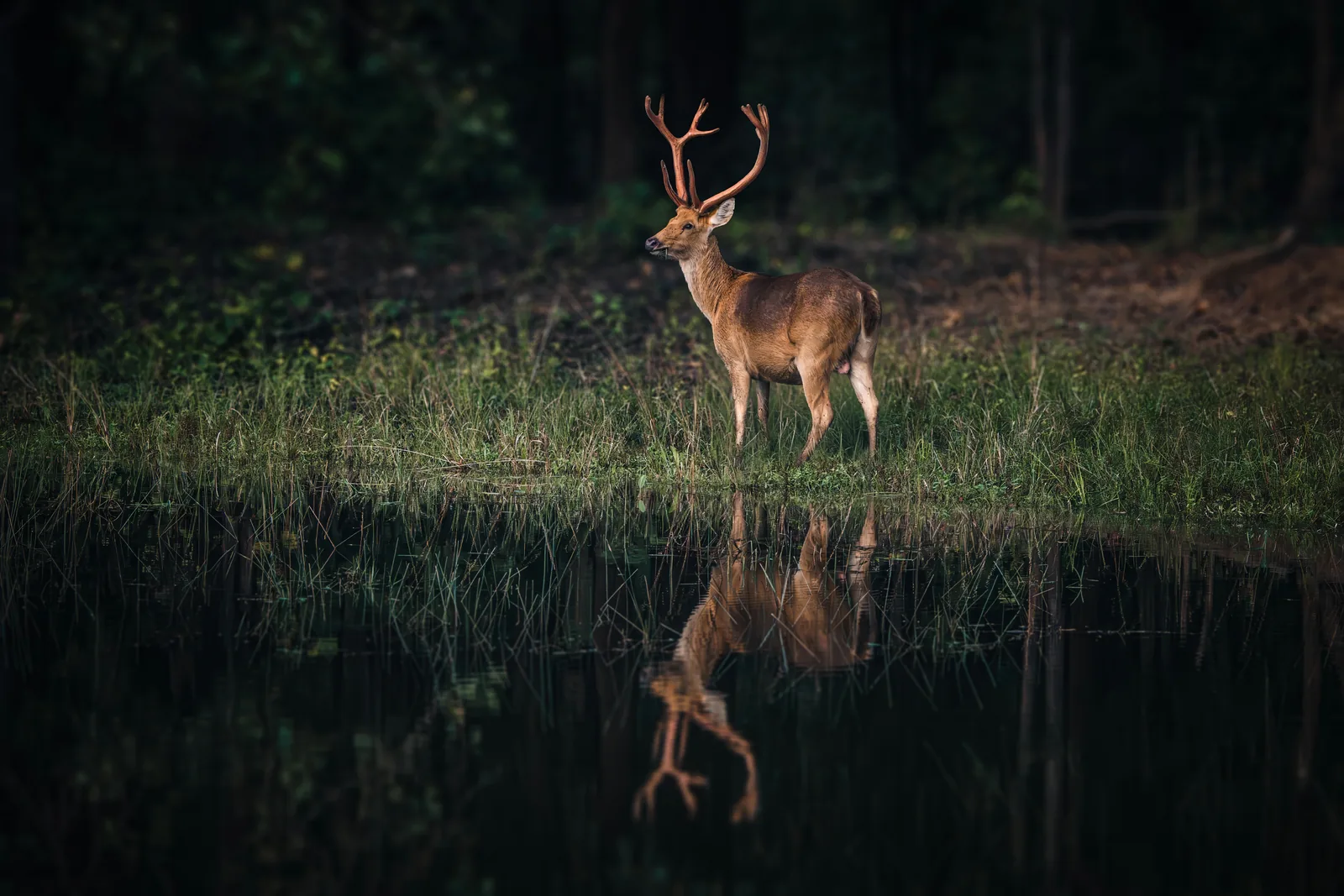 A stag standing at the edge of still water with its reflection