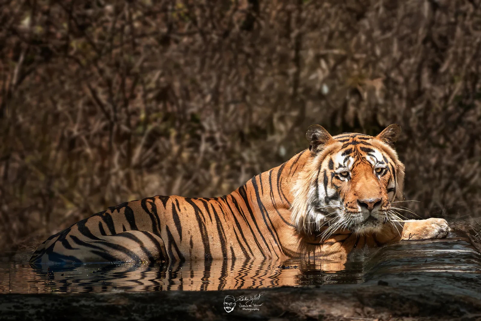 A tiger resting in shallow water