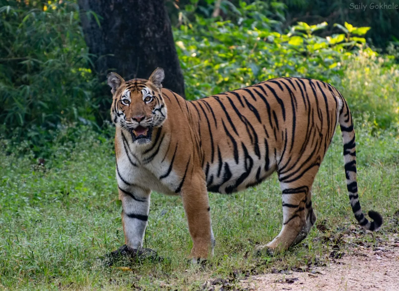 A tiger standing in green forest undergrowth